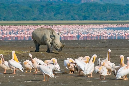 amboseli national park