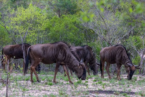 serengeti national park