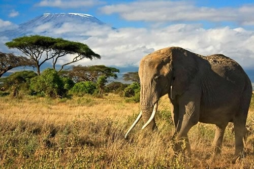 amboseli national park