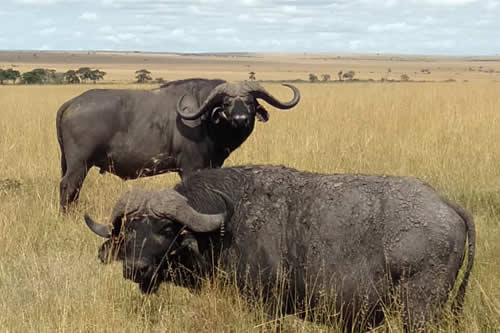 lake nakuru national park