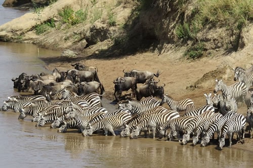 masai mara safaris and tours