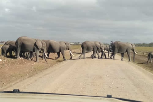 masai mara safaris