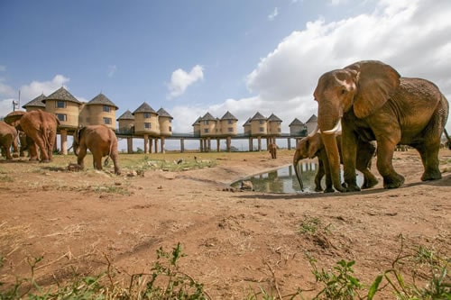 tsavo east safaris