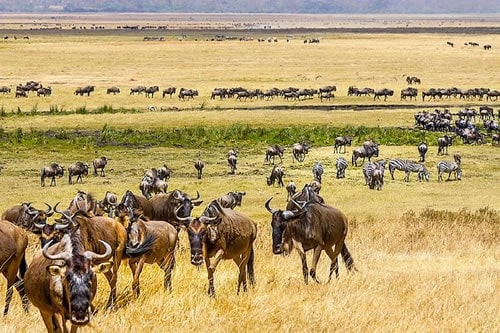 kenya tanzania safaris